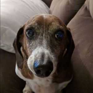 Meet your Posher, Cindi